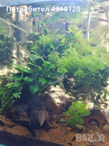 Аквариумни рибки, скариди и растения, снимка 3 - Рибки - 53664922