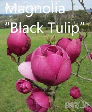 Магнолия “Черно Лале” / Magnolia “Black Tulip”, снимка 3 - Разсади - 45865900