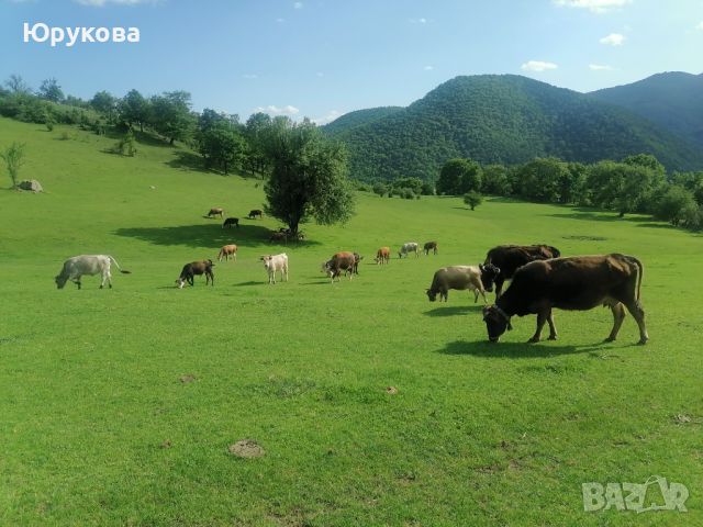 100% Био Сирене От Сърцето На Родопите От Животни На Паша Велинград ! , снимка 13 - Крави - 45951165