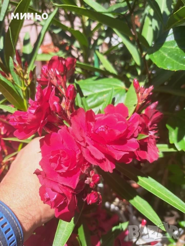 Продавам зокум олеандър, снимка 2 - Градински цветя и растения - 24499326