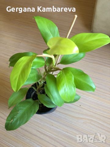 Philodendron Malay Gold , снимка 2 - Стайни растения - 46205994