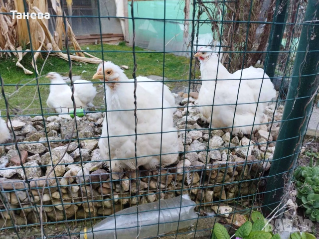 Мини кохин, снимка 3 - Кокошки и пуйки - 53711670