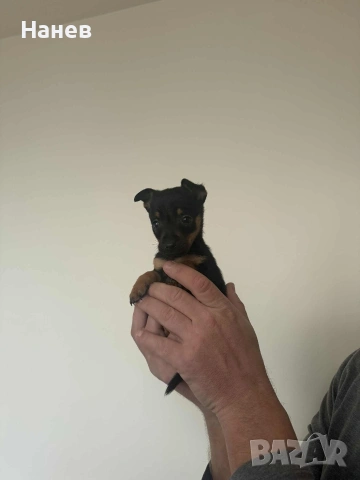 Малки Пинчери, снимка 2 - Пинчер - 53002509