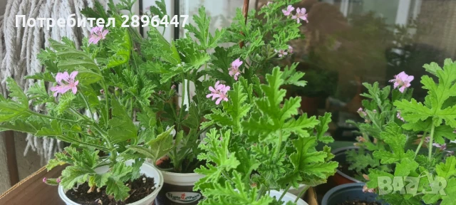 Индрише, много ароматно, разклонено, снимка 7 - Градински цветя и растения - 45320151