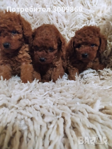 Той пудел , снимка 3 - Пудели - 52890265