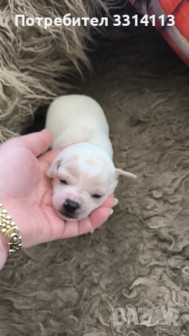 чихуахуа , снимка 5 - Чихуахуа - 52954778