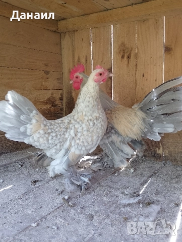 Холандска гащата