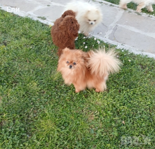 померан женска, снимка 2 - Померан - 54264235