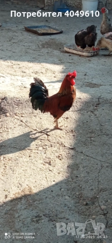 Декоративно петле, снимка 3 - Кокошки и пуйки - 52681057