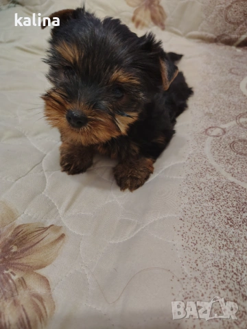 Продавам йоркширски териер 