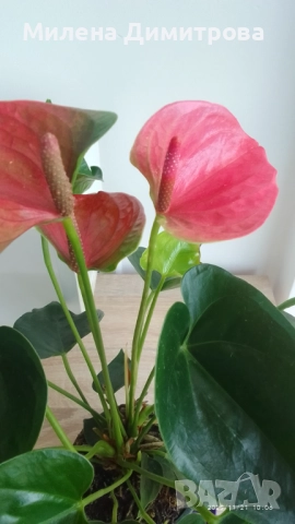 Антуриум , снимка 3 - Стайни растения - 51824526