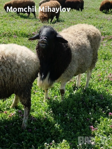 продавам коч, снимка 3 - Овце - 54121625