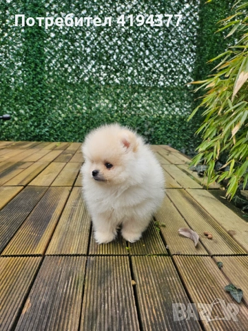 Померан , снимка 2 - Померан - 53560373