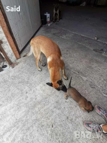 малки чистокръвни белгийски овчарки малиноа, снимка 1