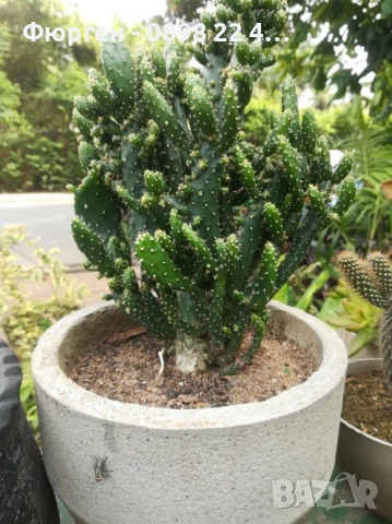 Опунция – Opuntia monacantha ‘Monstruosa’, снимка 3 - Разсади - 52922648