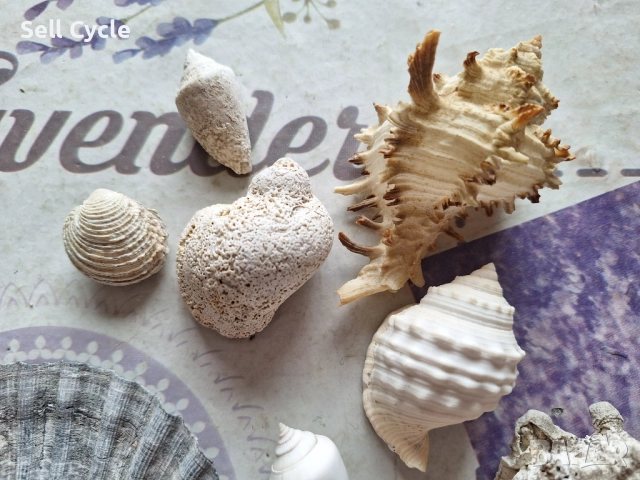 ✅МИДИ/РАПАНИ/РАКОВИНИ/ОХЛЮВИ❗, снимка 2 - Декорация за дома - 52379381