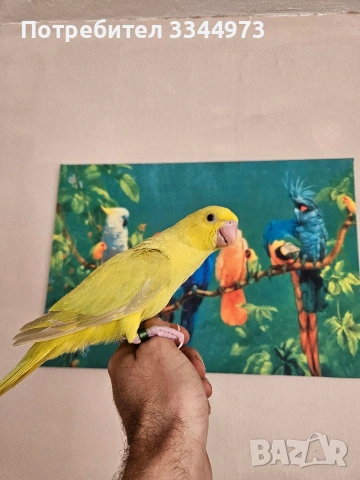 малки александри , снимка 10 - Папагали - 54236327
