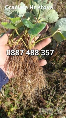 Продавам разсад ягоди , снимка 4 - Сортови семена и луковици - 53615558