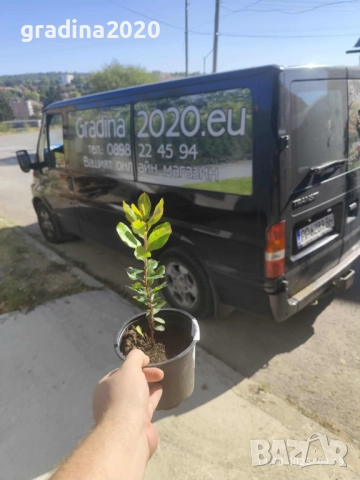 Ягодово дърво - Арбутус, снимка 12 - Градински цветя и растения - 27448713