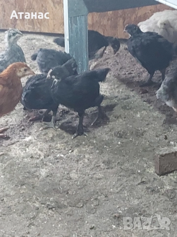 Черен австралорп, кафяв доминант.И смесени снасящи сини и зелени яйца.