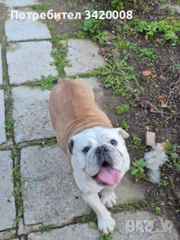 Английски булдог , снимка 2 - Английски булдог - 52741284