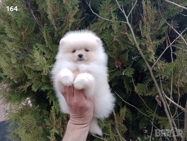 Мъжки и женски Померани. Реални снимки от 22.03.26 г. , снимка 8 - Померан - 53876191