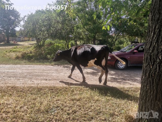 Крави за доене, снимка 1