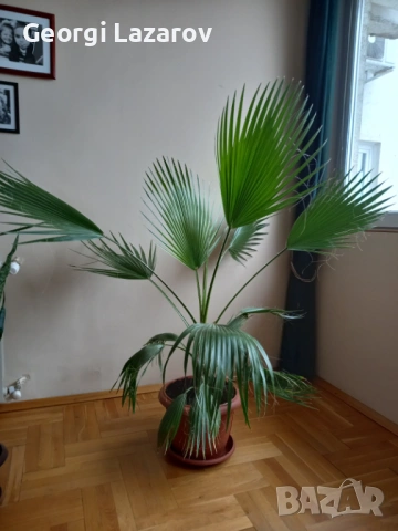 Палма Вашингтония, снимка 2 - Стайни растения - 53903879