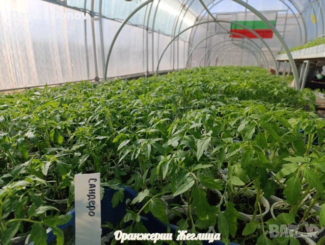 Домат ЧЕРВЕН ГИГАНТ + още над150 сорта домати, снимка 5 - Разсади - 53716352