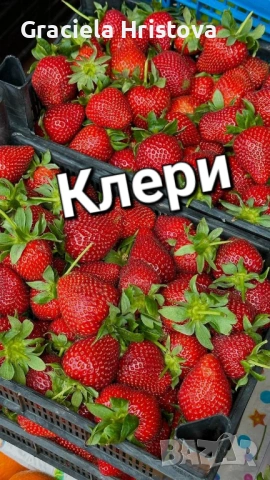 Продавам качествен разсад ягоди , снимка 2 - Сортови семена и луковици - 53517722