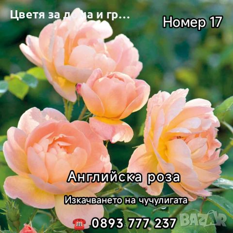 Чаено хибридни рози, снимка 11 - Разсади - 46802274