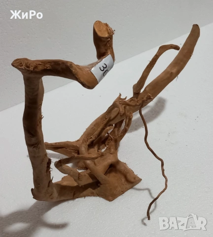 Корен от Азалия /декорация/ 36, снимка 2 - Други - 53401581