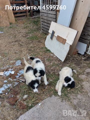 Българско овчарско куче - 2 бр. женски, снимка 2 - Каракачанска овчарка - 51979059
