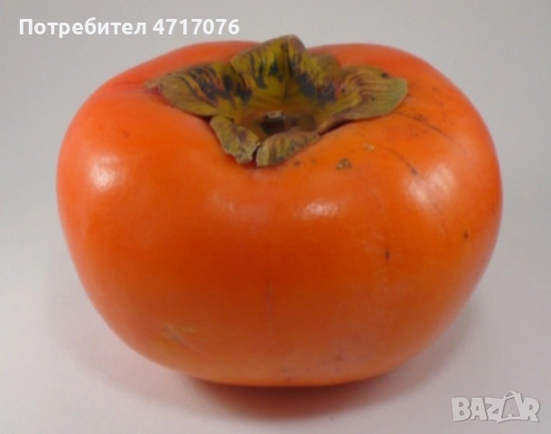 Дръвчета райска ябълка , снимка 3 - Градински цветя и растения - 53200652