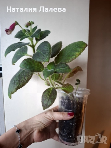 Колерия Марта, Kohleria Ni`s Marta, снимка 3 - Стайни растения - 53591514