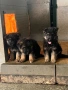Продавам Немски Овчарки, снимка 8