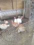 яйца от пуики, снимка 1 - Кокошки и пуйки - 45146830