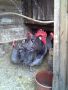 Свободен петел Синьо Брезе -много добър представител на породата работещ на близо 6м, снимка 1 - Кокошки и пуйки - 45197012