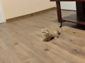 Женско екзотично персийско коте на 4 месеца., снимка 4