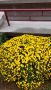 Хризантеми, снимка 1 - Градински цветя и растения - 45324670