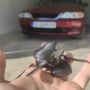 3D ключодържател Opel Vectra B , снимка 1