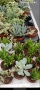 Мини Сукуленти и Мини Кактуси, снимка 4
