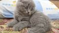 Клепоухи котенца, снимка 1 - Британска късокосместа - 45620343