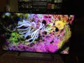 Телевизор 49" инча,SONY,smart,4K, снимка 1