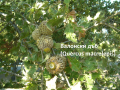 Фиданки от редки и екзотични дървесни видове. Араукария, Давидия, Валонски дъб, Черен орех..., снимка 8