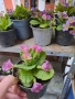 Домашна иглика в саксия , снимка 9