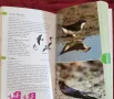 Птиците на Англия и Европа / Birds of Britain & Europe, снимка 9