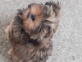 продавам 2 йоркита!.., снимка 12