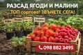 ПРОМО Разсад Ягоди и Малини – най-добрите сортове – директно от производител!, снимка 1