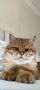 Шотландски правоухи и клепоухи котета, снимка 8